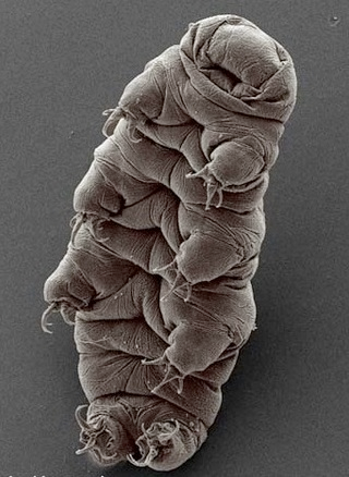 Illustration for article titled Extremophiles I Have Known And Loved